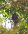 /album/photogallery/african-hawk-eagle-marrakissa-jpg/